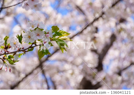櫻花和嫩葉 櫻花和嫩葉 136041121