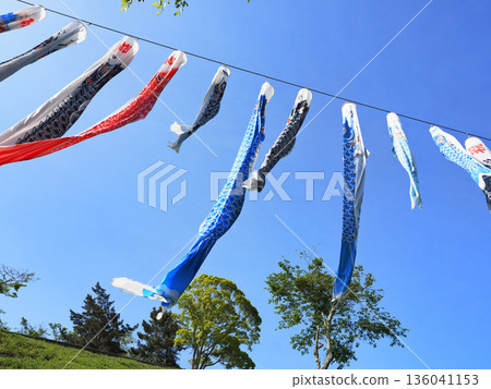 千葉縣乳牛場村（南房總市）的鯉魚飄帶 136041153