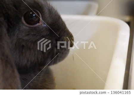 A black rabbit that gives off a sense of loneliness A black rabbit that gives off a sense of loneliness 136041165