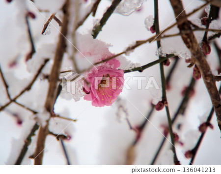 Beautiful pink plum blossoms, "Mikaikou," blooming in the cold, snowy January. Beautiful pink plum blossoms, "Mikaikou," blooming in the cold, snowy January. 136041213