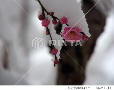 美麗的粉紅色梅花“禦甲花”,在寒冷多雪的一月盛開。 美麗的粉紅色梅花“禦甲花”,在寒冷多雪的一月盛開。 136041214