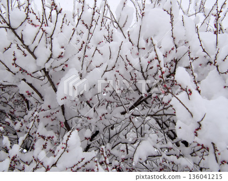 Beautiful pink plum blossoms, "Mikaikou," blooming in the cold, snowy January. Beautiful pink plum blossoms, "Mikaikou," blooming in the cold, snowy January. 136041215