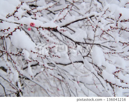 Beautiful pink plum blossoms, "Mikaikou," blooming in the cold, snowy January. Beautiful pink plum blossoms, "Mikaikou," blooming in the cold, snowy January. 136041216