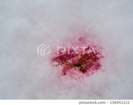 Beautiful pink plum blossoms, "Mikaikou," blooming in the cold, snowy January. Beautiful pink plum blossoms, "Mikaikou," blooming in the cold, snowy January. 136041222