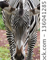 灰斑馬 136041285