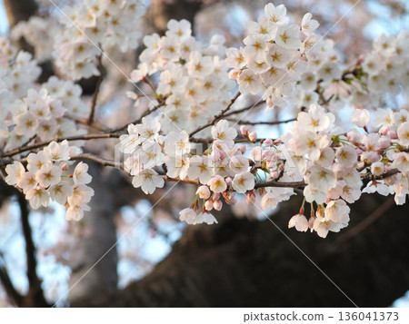 Sakura taking spring sunlight 136041373