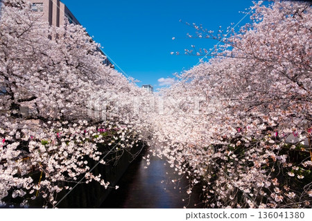東京目黑川沿岸櫻花盛開 136041380