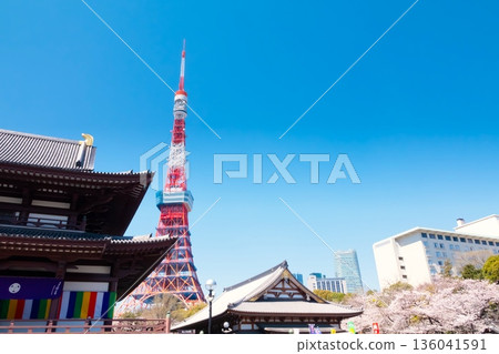 Tokyo Tower and cherry blossoms in full bloom 136041591