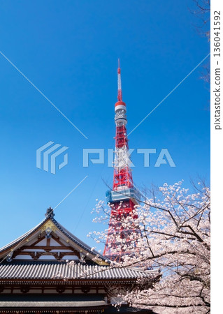 Tokyo Tower and cherry blossoms in full bloom 136041592