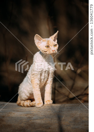 Red-Cream Devon Rex Kitten Standing on fallen tree – Outdoor Portrait Photography 136041779