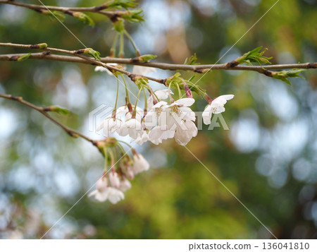櫻花 櫻花 136041810