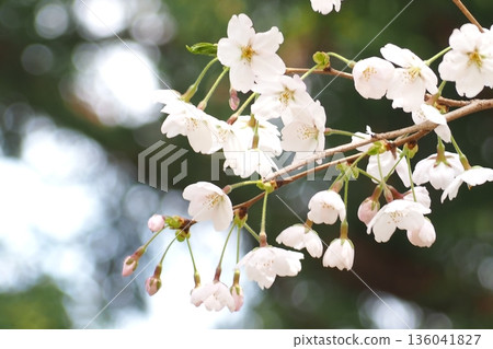 櫻花 136041827