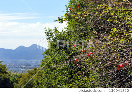 Mount Nijo seen from Hibara Shrine in Nara 136041830