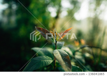 Young leaves in the morning; a natural scene of trees growing. 136041865
