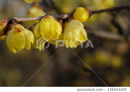 Wax plum in full bloom 136041895