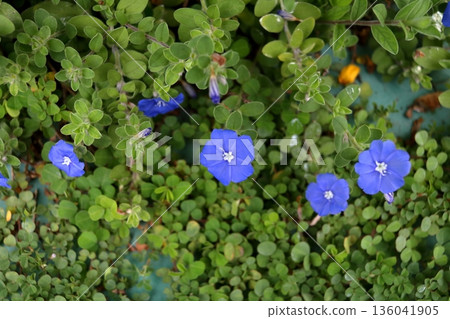 Top view Ground morning glory blooming. 136041905