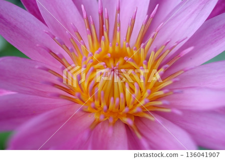 Close up detail waterlily blooming. 136041907