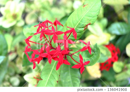 Bright red Ixora blooming in close up. Bright red Ixora blooming in close up. 136041908