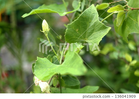 Young flower of Ivy gourd growing close up view. 136041909