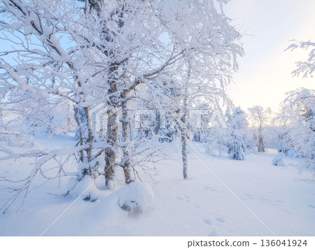 Winter landscape in the forest. Snowdrifts and fluffy snow. Trees covered with snow.  136041924