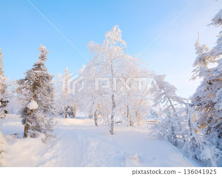 Winter landscape in the forest. Snowdrifts and fluffy snow. Trees covered with snow. Winter landscape in the forest. Snowdrifts and fluffy snow. Trees covered with snow. 136041925