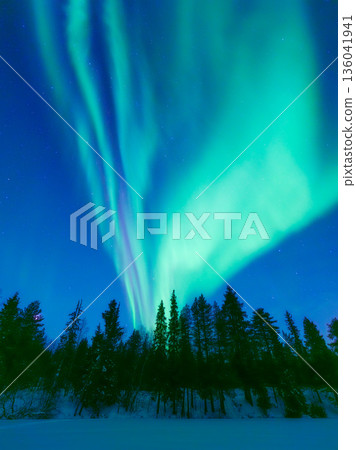 Vertical view of the aurora borealis dancing over a snowy forest in Scandinavia. Vertical view of the aurora borealis dancing over a snowy forest in Scandinavia. 136041941