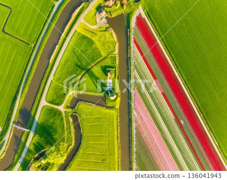 Aerial view of vibrant tulip fields in the Netherlands at sunrise.  136041943