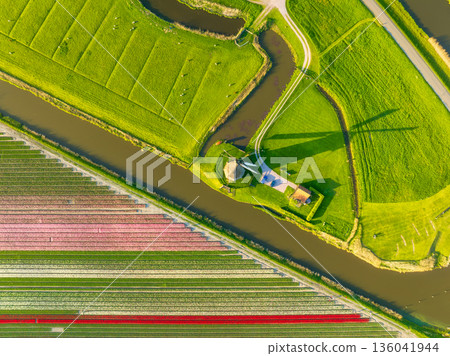 Aerial view of vibrant tulip fields in the Netherlands at sunrise.  136041944