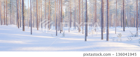 Winter landscape in the forest. Trees covered with snow. Sun rays through the trees. 136041945