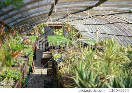 Exotic plants illuminated by sunlight through protective film roof in large nursery garden 136041994