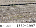 Winter rice field 136041997