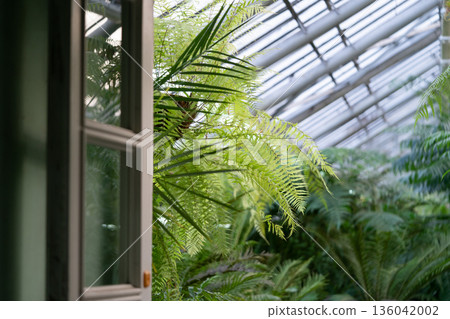 Greenhouse or orangery with tropical exotic plants. Interior of subtropical winter garden 136042002