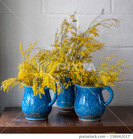 Bouquet of Mimosa flower in blue ceramic vase over white wall at home. Acacia dealbata, springtime. 136042017
