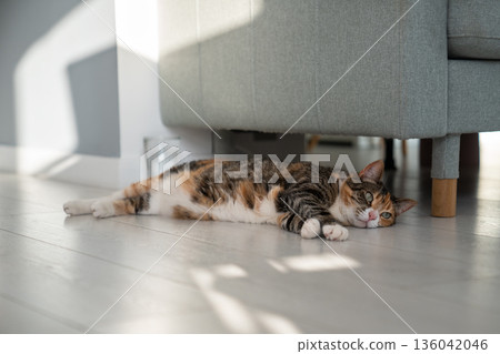 Cat lying under sofa in modern apartment. Stuffiness in flat, pet suffering from high temperature. 136042046
