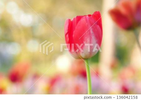 Red tulip 136042158