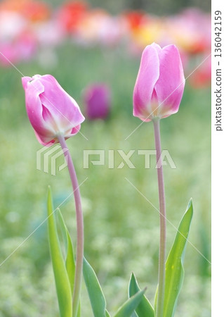 Pink tulips blooming in spring flower bed 136042159