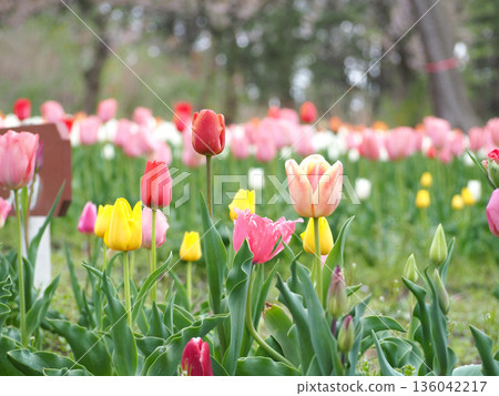 Tulip field 136042217