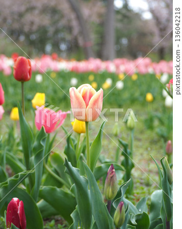 Tulip field Tulip field 136042218