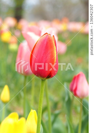 Red tulip Red tulip 136042307