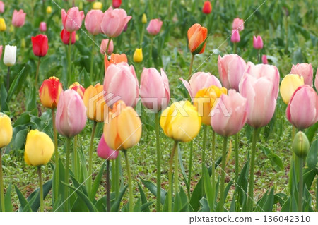 開花在春天花壇裡的桃紅色鬱金香 136042310
