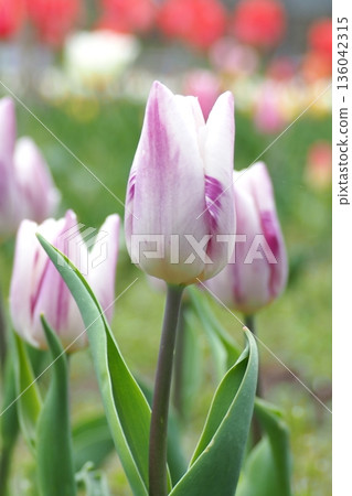Tulips blooming in the spring flowerbed 136042315