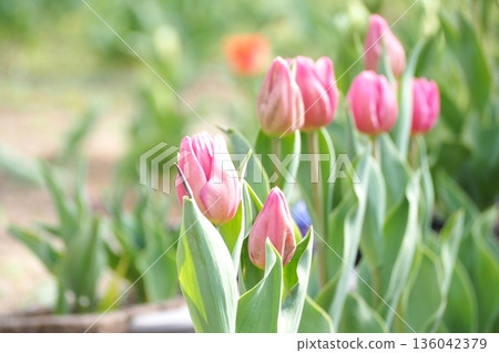 Tulip field Tulip field 136042379