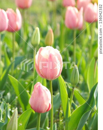 Tulips blooming in the spring sunshine Tulips blooming in the spring sunshine 136042382