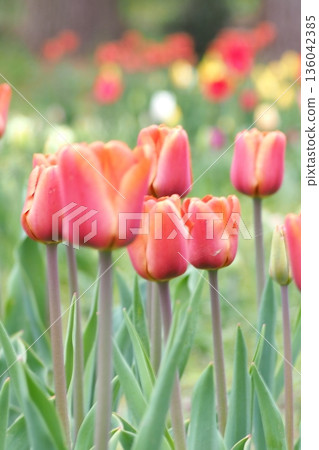 Tulips blooming in the spring flowerbed 136042385