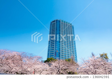 櫻花和公寓盛開 136042391