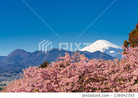 Kawazu Sakura and Mt. Fuji 136042393