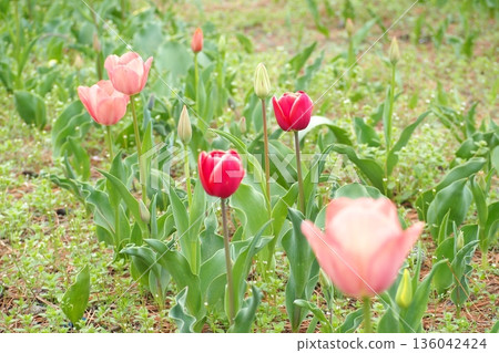 Red tulip 136042424