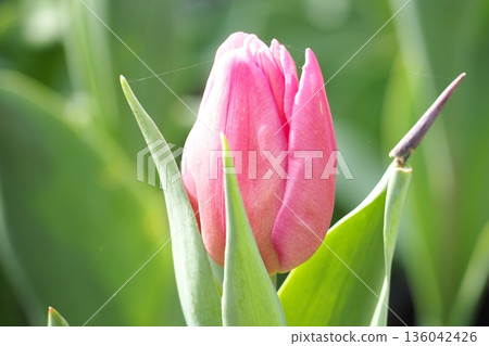 Bud of tulip 136042426