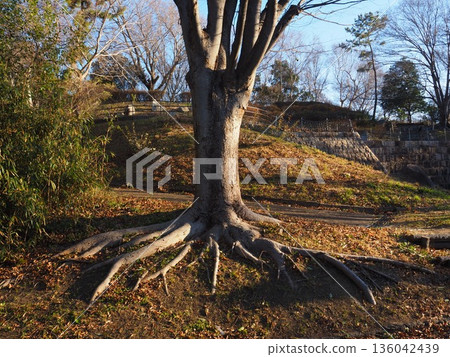 Giant tree roots Giant tree roots 136042439