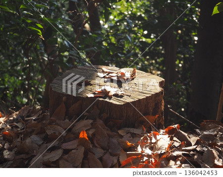 Two snails 136042453